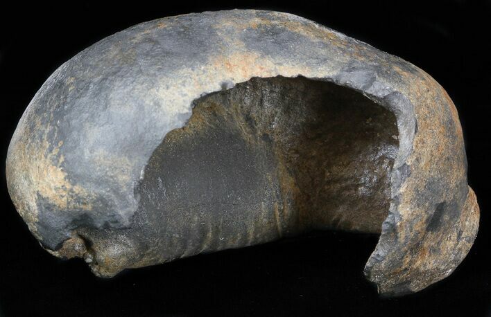 Fossil Whale Ear Bone - Miocene #40315